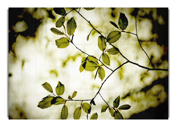 Twigs With Green Leaves