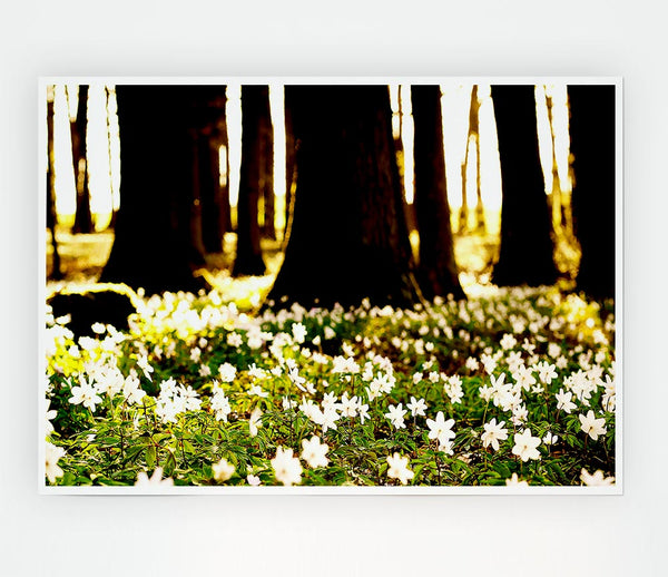 White Forest Flowers Print Poster Wall Art