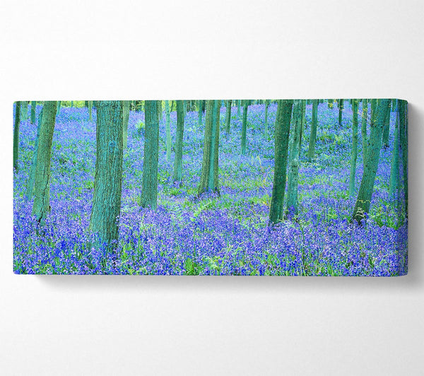 Bluebells In The Forest