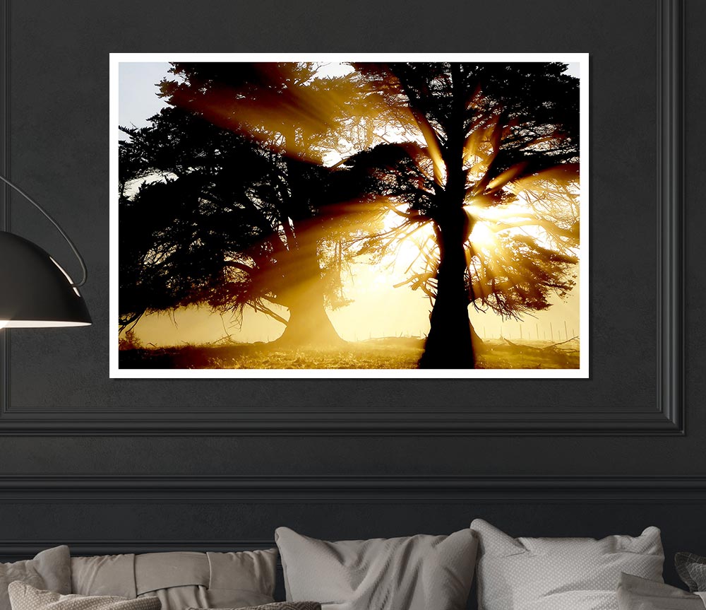 Trees With Sunlight Print Poster Wall Art