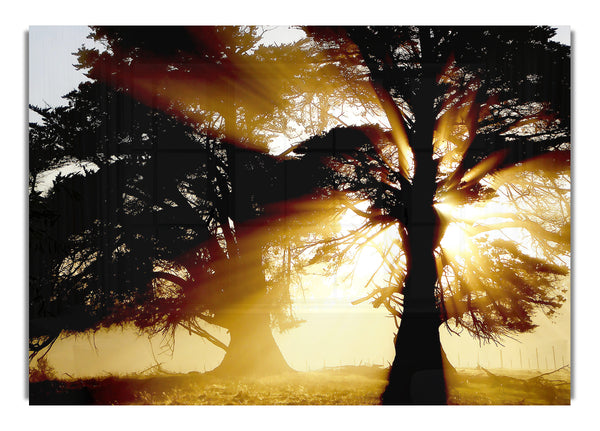 Trees With Sunlight