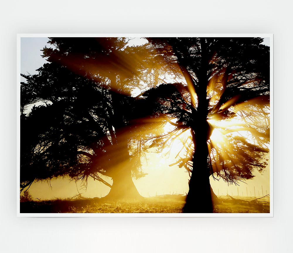 Trees With Sunlight Print Poster Wall Art