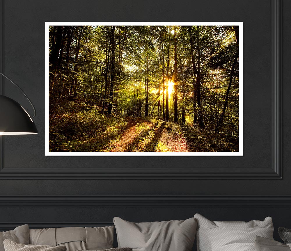 Forest In Late Afternoon Print Poster Wall Art