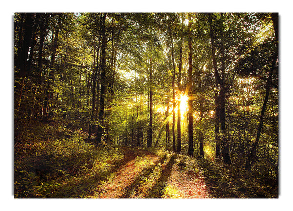 Wald am späten Nachmittag