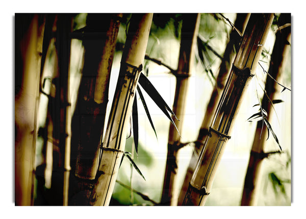 Bamboo Stalks