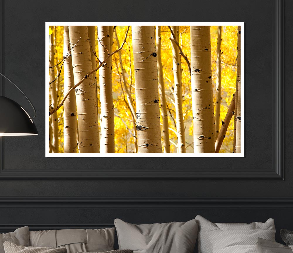 Birch Trees Print Poster Wall Art