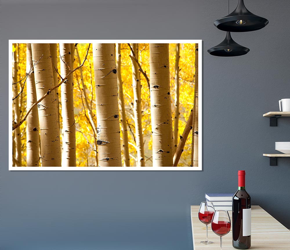 Birch Trees Print Poster Wall Art