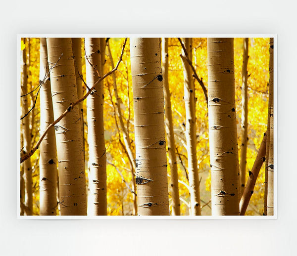 Birch Trees Print Poster Wall Art