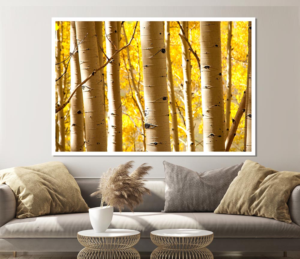 Birch Trees Print Poster Wall Art