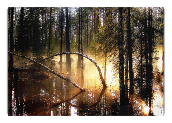 Swamp Forest Morning Mist