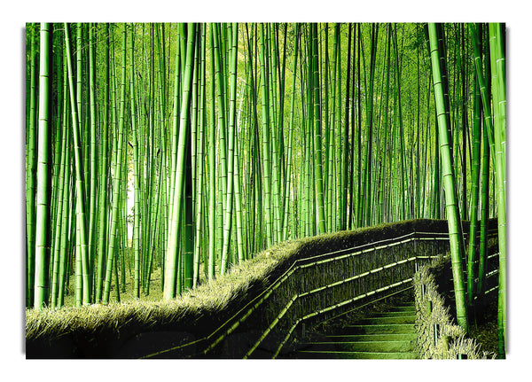 Bamboo Forest Background