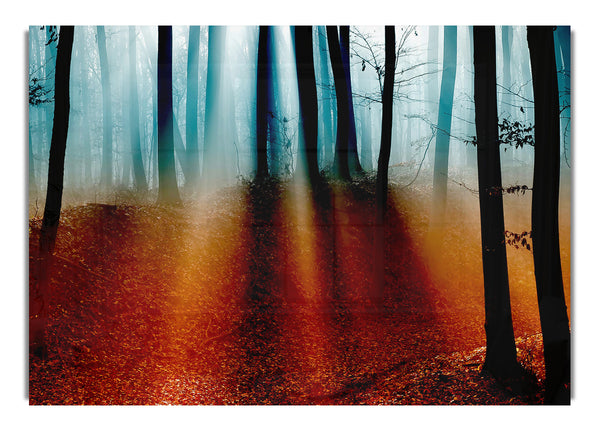 Autumn Forest 5