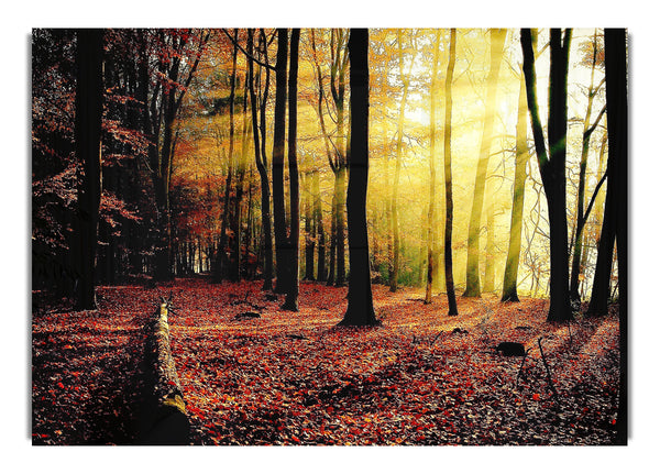 Sunlight Through Forest