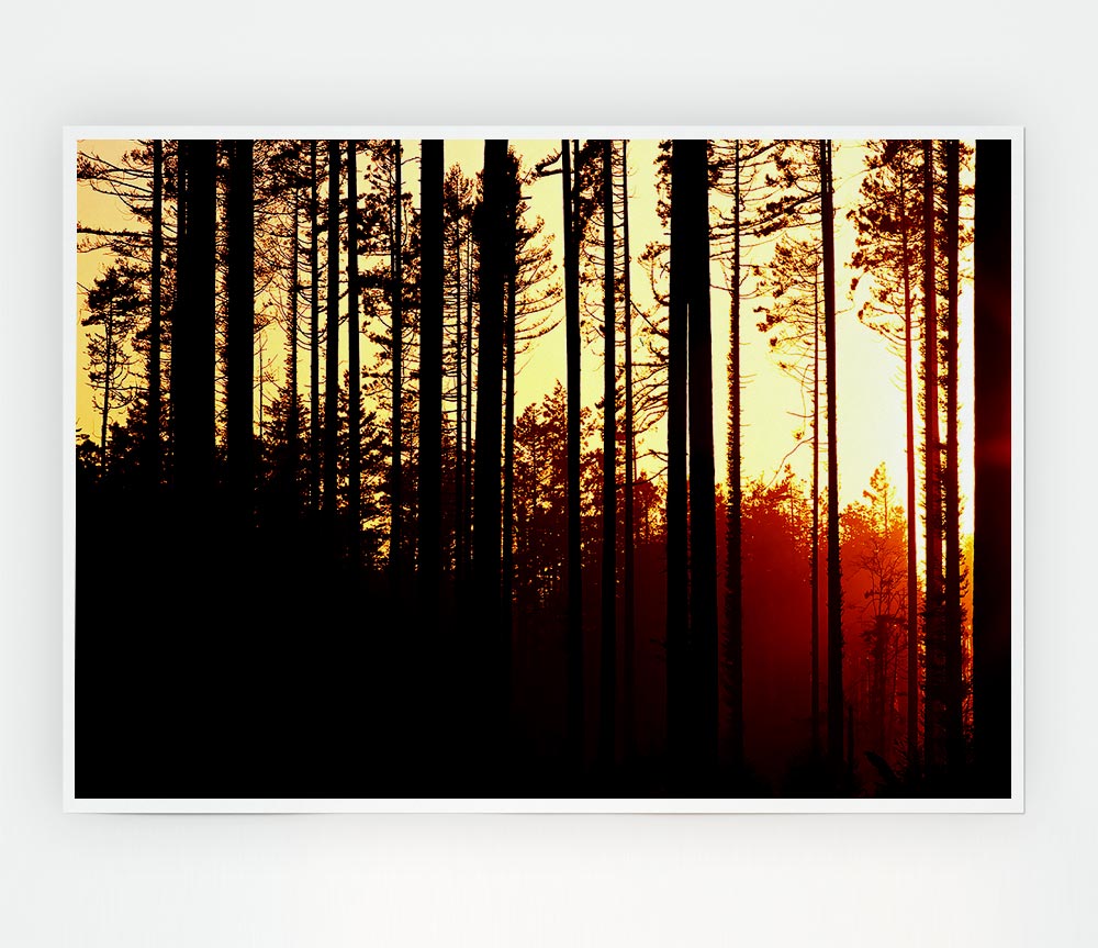 Forest Sunset Print Poster Wall Art