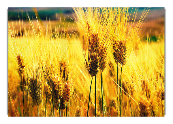 Wheat Field 7