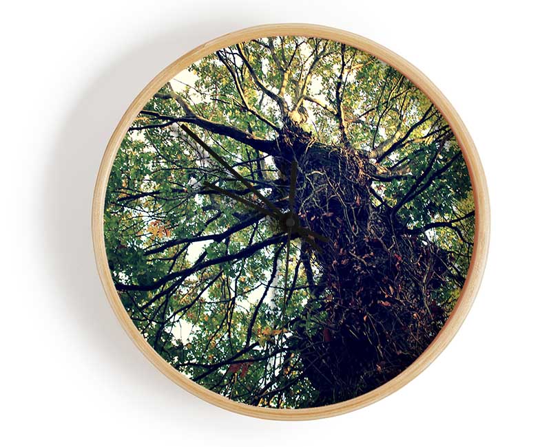 Ancient Forest Tree Clock - Wallart-Direct UK