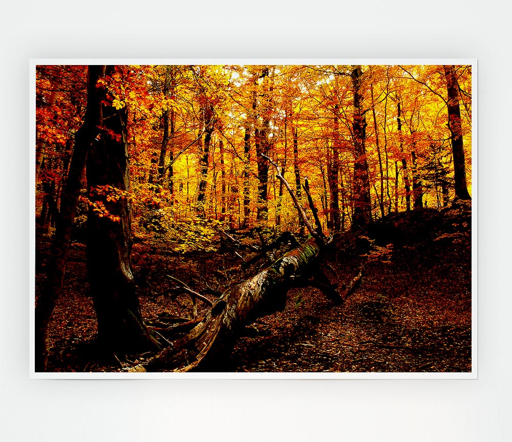 Autumn Forest Seat Print Poster Wall Art