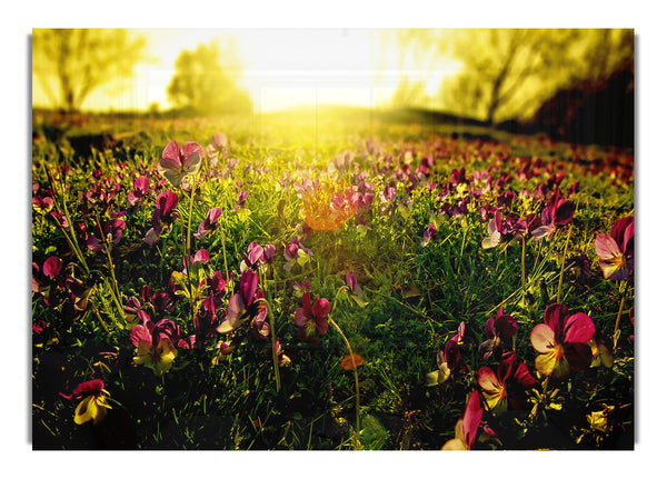 Sunlight Through Pansies