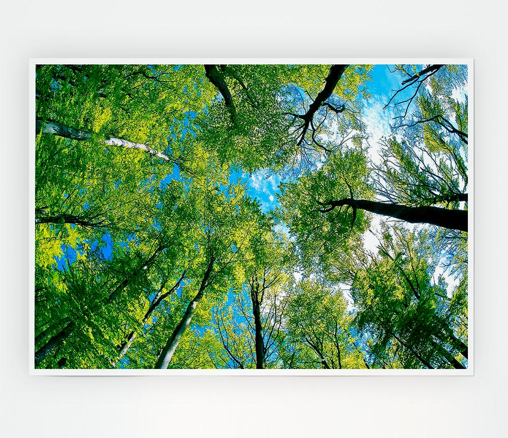 Forest Sky View Print Poster Wall Art