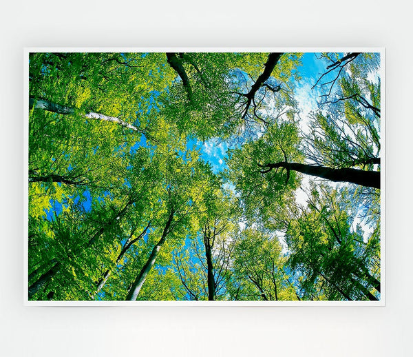 Forest Sky View Print Poster Wall Art