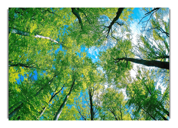 Forest Sky View