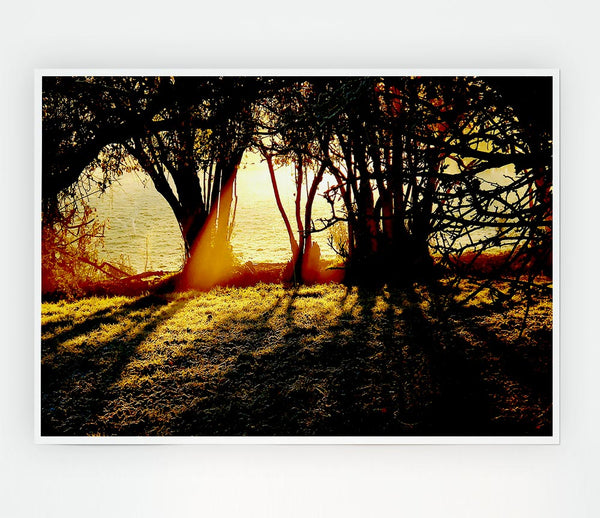 Golden Sunlight Print Poster Wall Art