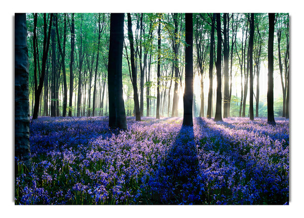 Dawn In Forest