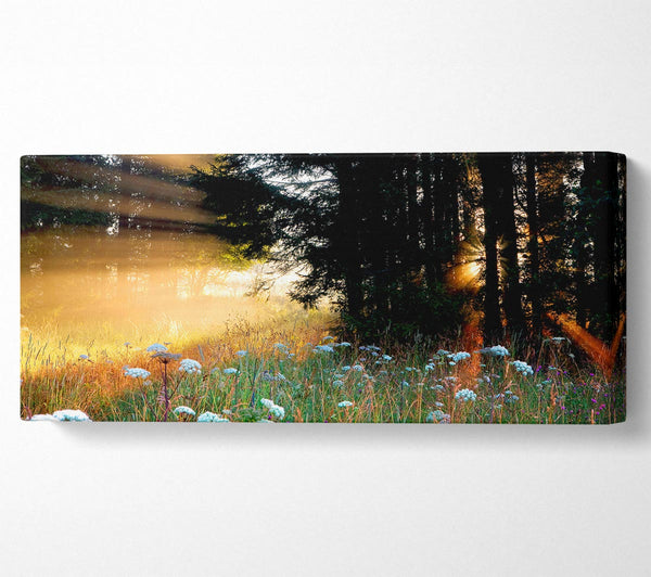 Sunrays Through The Forest Flowers