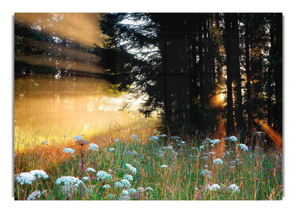 Sunrays Through The Forest