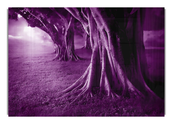 Purple Forest