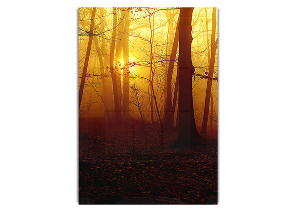 Golden Forest At First Light