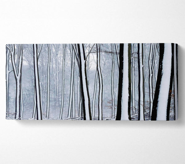 Forest Snow Trees