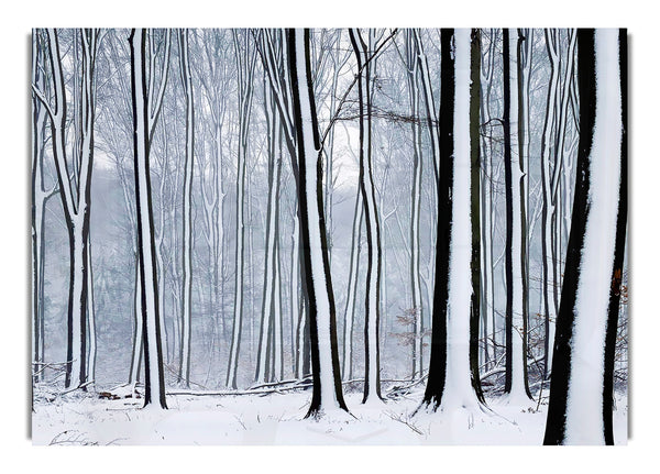 Wald Schnee Bäume