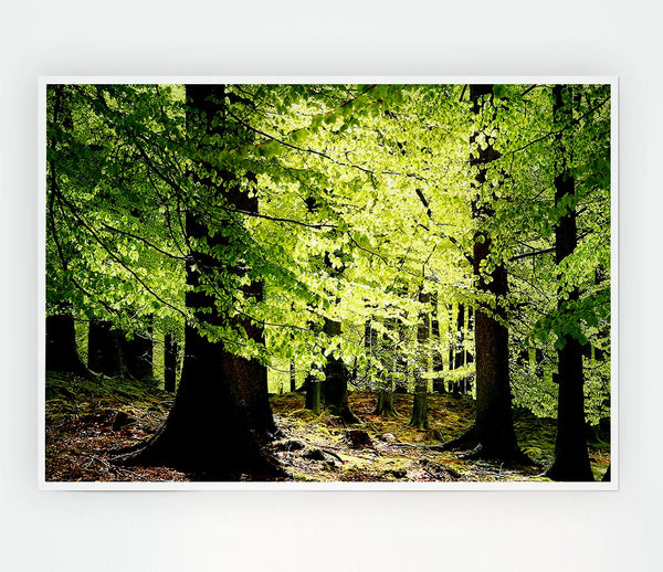 Green Leaves Forest Walk Print Poster Wall Art