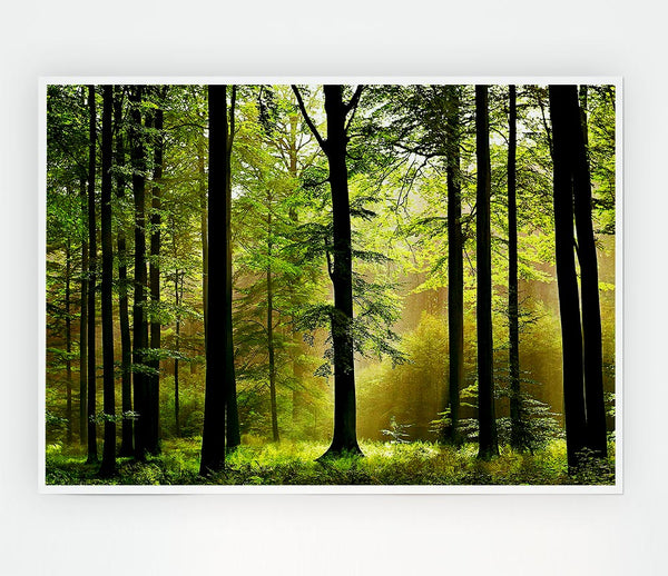 Green Forest Mist Print Poster Wall Art