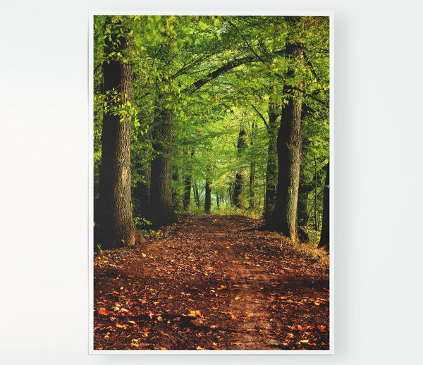 Woodland Path Walk Print Poster Wall Art