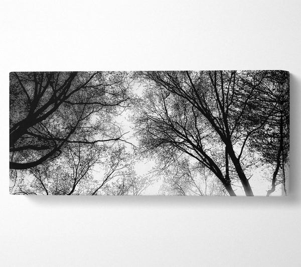 Forest Skies B n W