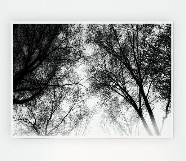 Forest Skies B N W Print Poster Wall Art