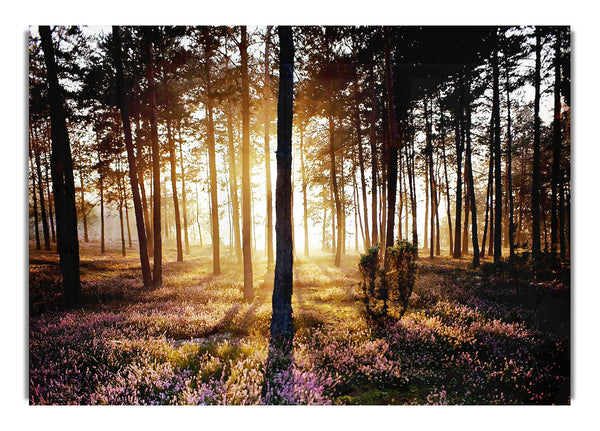 Pink Forest Beams