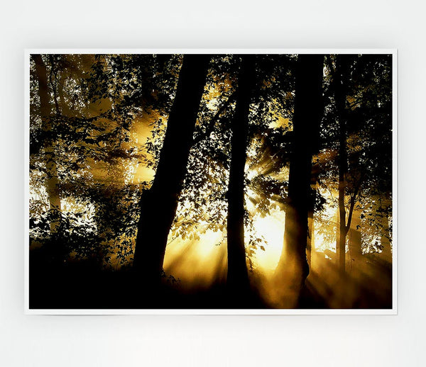 Golden Sun Beam Forest Print Poster Wall Art