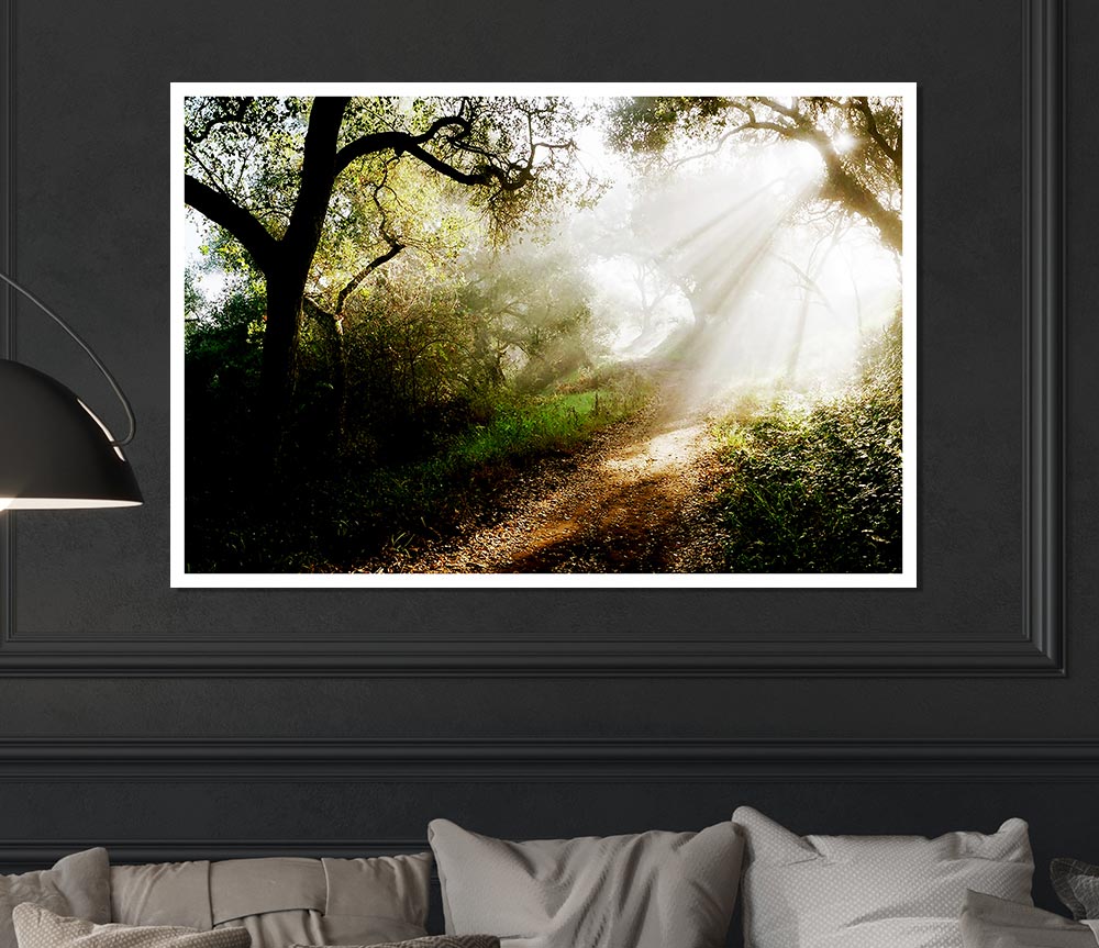 Forest Sunlight Walk Print Poster Wall Art