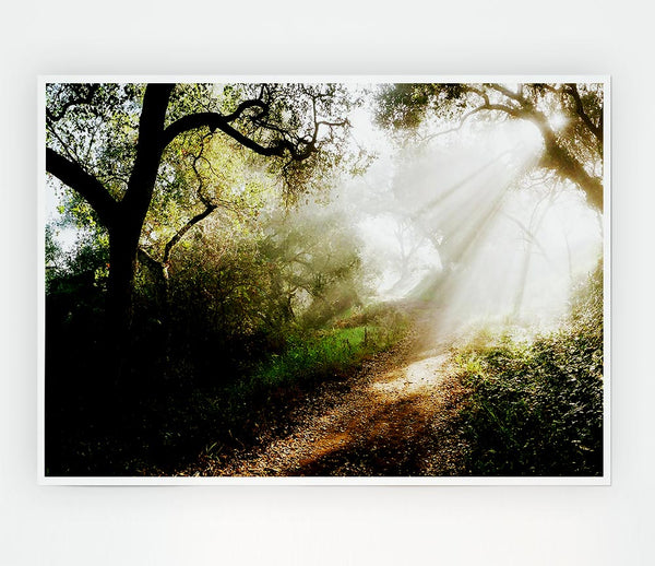 Forest Sunlight Walk Print Poster Wall Art