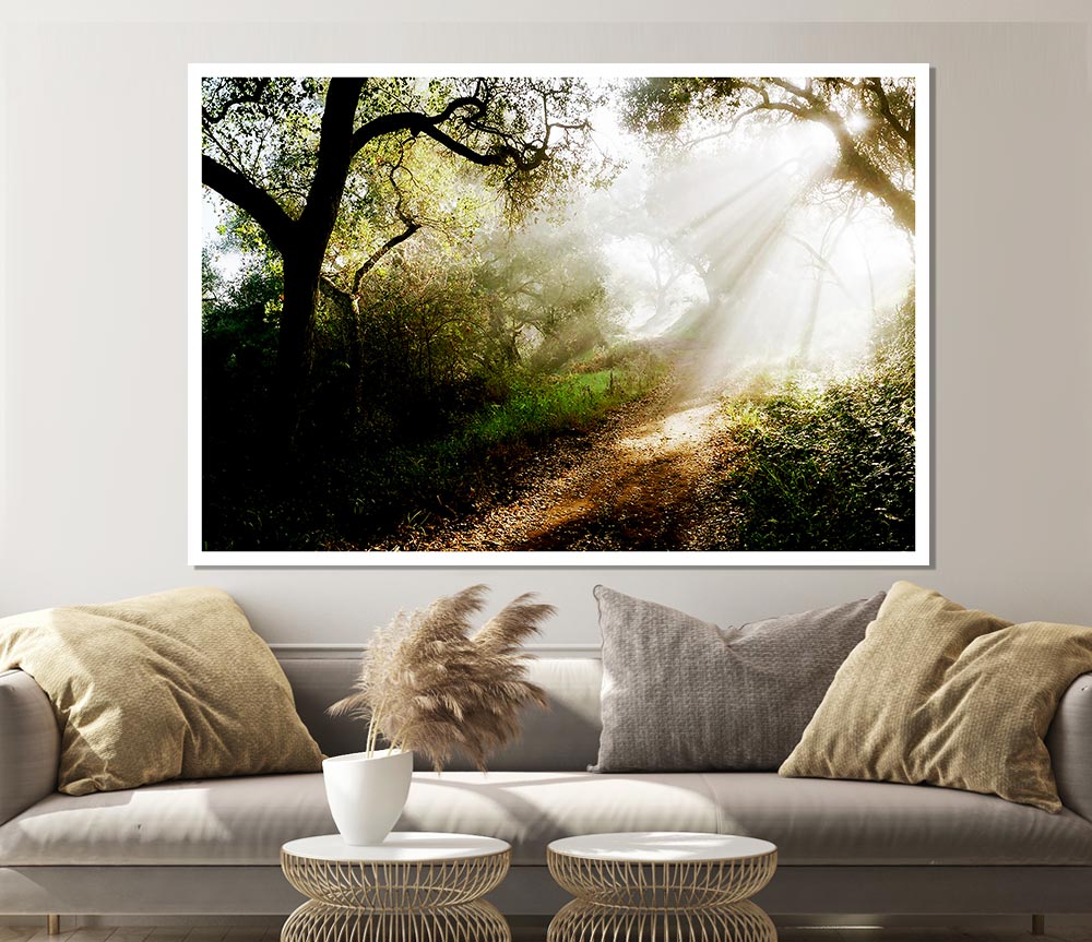 Forest Sunlight Walk Print Poster Wall Art