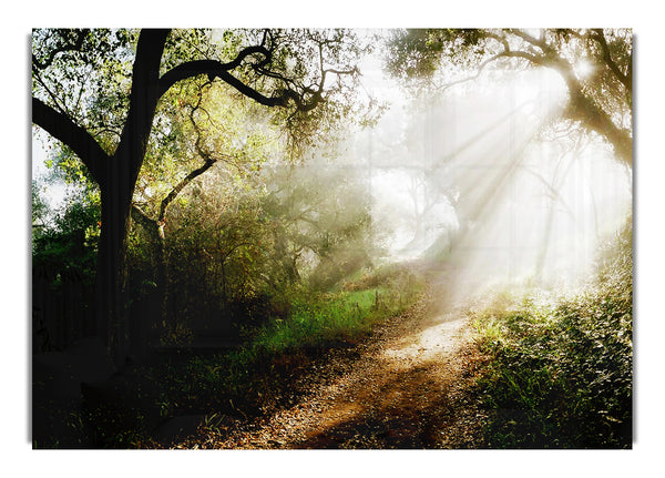 Forest Sunlight Walk