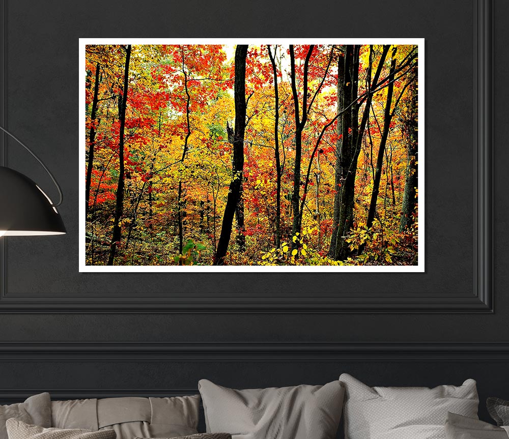 The Rainbow Of The Autumn Forest Print Poster Wall Art