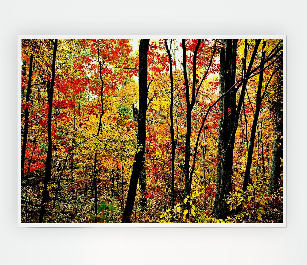 The Rainbow Of The Autumn Forest Print Poster Wall Art