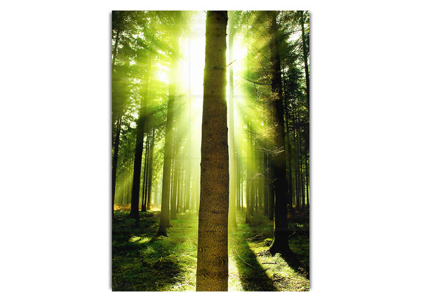 Green Emerald Sunbeam Forest