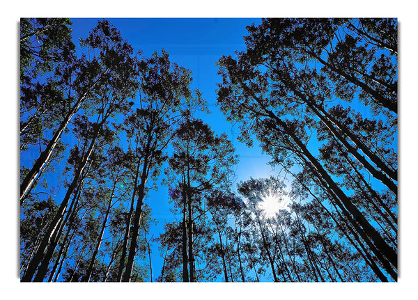 Blue Tree Top Skys