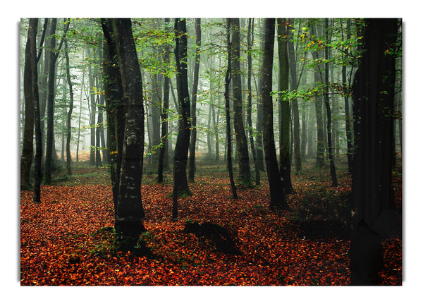 Versteck im Smaragdwald