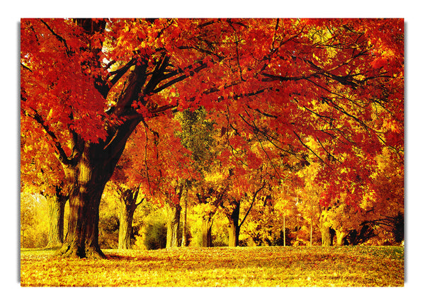 Goldener Waldspaziergang